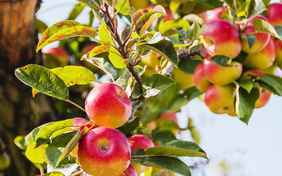 Lecker Äpfel - Foto: bill_17 / stock.adobe.com